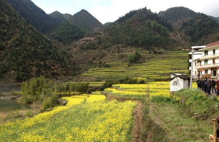     开化县长虹乡台回山油菜花盛放.(翁璟 摄)