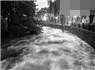 连日大雨 西湖水昨天真的漫出来了么？