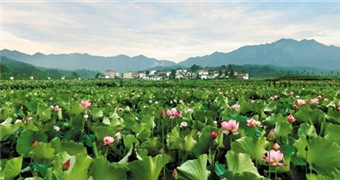 小暑神清夏日长 龙游天池：一朵花的生活态度