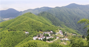 走进瓯江源头的高山小村 清凉炉岙 “火热”一夏