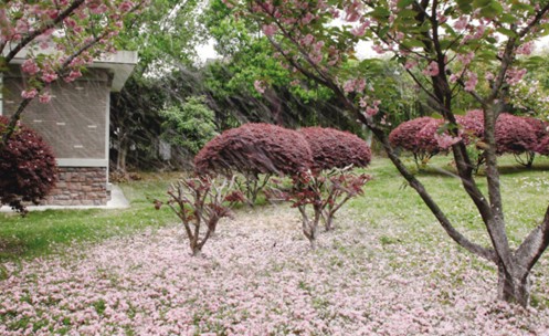 《樱雨》