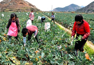 上盘镇村民采收西蓝花