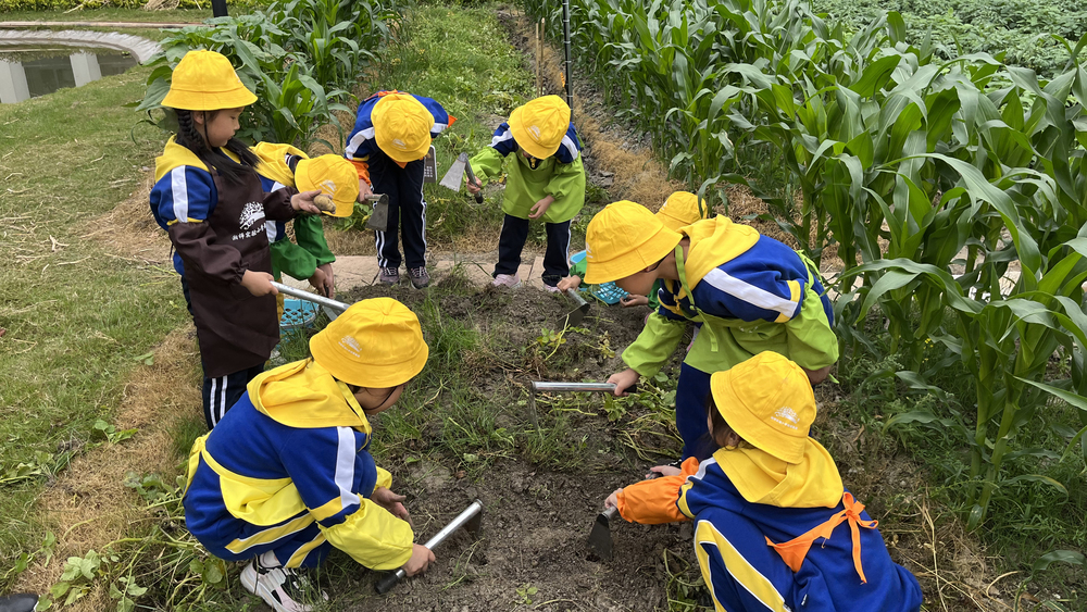 “摘豆、种地……”杭州这所小学把课堂“搬进”田间