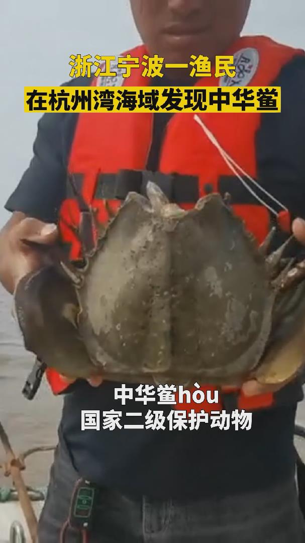 浙江宁波一渔民在杭州湾海域发现中华鲎