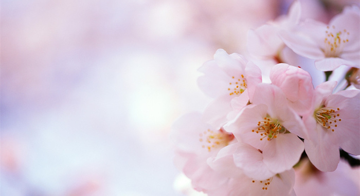 杭城春天周边游:去桐庐赏春看花